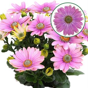Bild von Osteospermum P12 Rosita